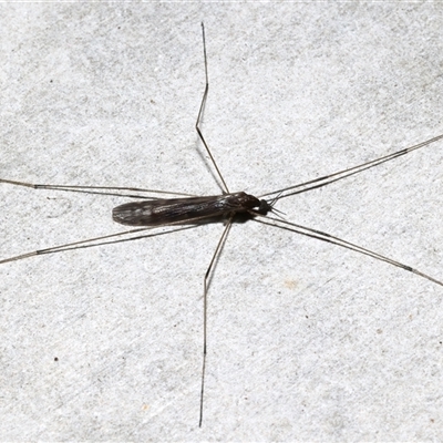 Limoniidae (family) (Unknown Limoniid Crane Fly) at Rosedale, NSW - 28 Jul 2025 by jb2602