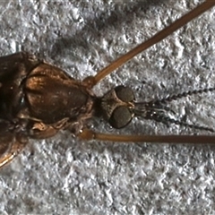 Limoniidae (family) at Rosedale, NSW - 28 Jul 2025 11:51 PM