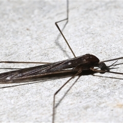 Limoniidae (family) at Rosedale, NSW - 28 Jul 2025 11:51 PM