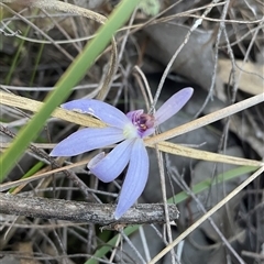 Caladenia caerulea (Blue Fingers, Blue Fairies) at Bruce, ACT - 27 Sep 2025 by Jennybach