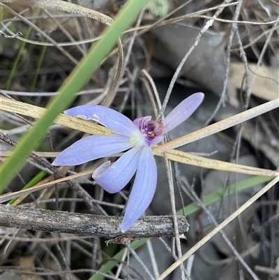 Caladenia caerulea (Blue Fingers, Blue Fairies) at Bruce, ACT - 27 Sep 2025 by Jennybach