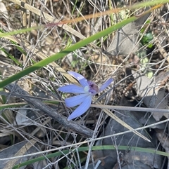Caladenia caerulea at Bruce, ACT - suppressed