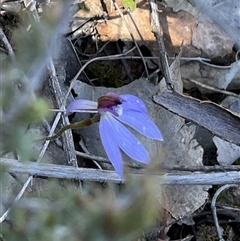 Caladenia caerulea at Bruce, ACT - suppressed