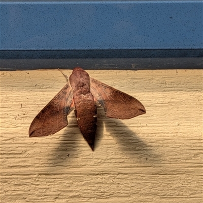 Hippotion scrofa (Coprosma Hawk Moth) at Banks, ACT - 27 Sep 2025 by Mbb85