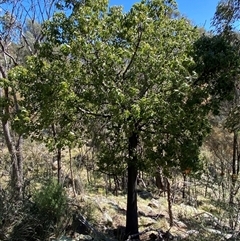 Brachychiton populneus subsp. populneus (Kurrajong) at Booth, ACT - 27 Sep 2025 by AdamHenderson