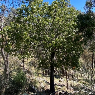 Brachychiton populneus subsp. populneus (Kurrajong) at Booth, ACT - 27 Sep 2025 by AdamHenderson
