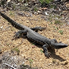 Varanus rosenbergi (Heath or Rosenberg's Monitor) at Booth, ACT - 27 Sep 2025 by AdamHenderson
