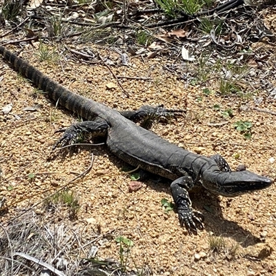Varanus rosenbergi (Heath or Rosenberg's Monitor) at Booth, ACT - 27 Sep 2025 by AdamHenderson