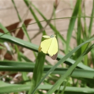 Eurema smilax (Small Grass-yellow) at Wodonga, VIC - 27 Sep 2025 by KylieWaldon