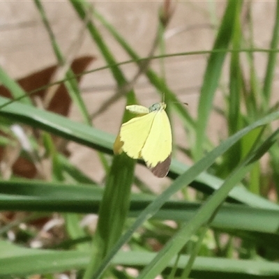 Eurema smilax (Small Grass-yellow) at Wodonga, VIC - 27 Sep 2025 by KylieWaldon