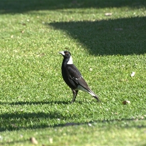 Gymnorhina tibicen (Australian Magpie) at Lanitza, NSW - 27 Sep 2025 by Carolina