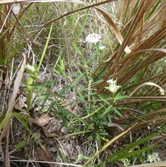 Unverified Other Shrub at Lanitza, NSW - 27 Sep 2025 by Carolina