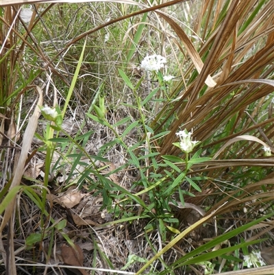 Unverified Other Shrub at Lanitza, NSW - 27 Sep 2025 by Carolina