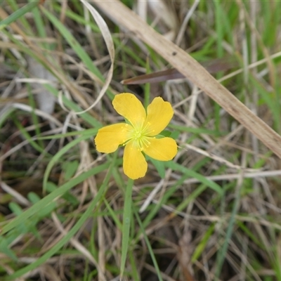 Unverified Other Wildflower or Herb at Lanitza, NSW - 27 Sep 2025 by Carolina