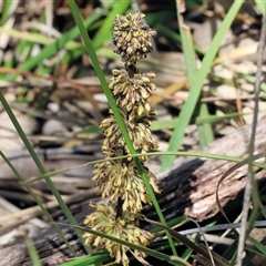 Lomandra multiflora by KylieWaldon