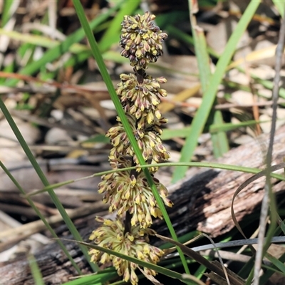 Lomandra multiflora at  - suppressed by KylieWaldon