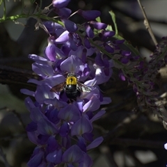 Unverified Bee (Hymenoptera, Apiformes) at Lanitza, NSW - 27 Sep 2025 by Carolina