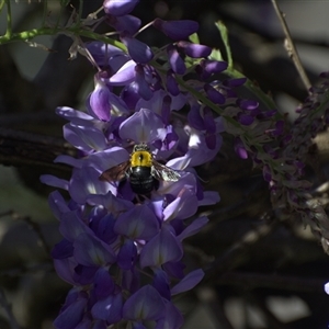 Unverified Bee (Hymenoptera, Apiformes) at Lanitza, NSW - 27 Sep 2025 by Carolina