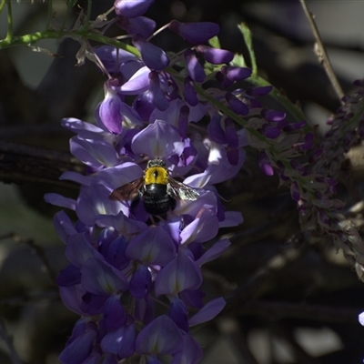 Unverified Bee (Hymenoptera, Apiformes) at Lanitza, NSW - 27 Sep 2025 by Carolina