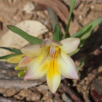 Freesia leichtlinii subsp. leichtlinii x Freesia leichtlinii subsp. alba at Glenroy, NSW - 18 Sep 2025 by KylieWaldon