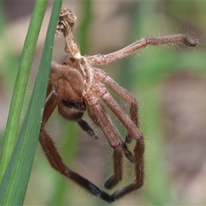Delena cancerides (Social huntsman spider) at Glenroy, NSW - 18 Sep 2025 by KylieWaldon