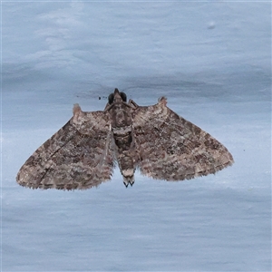 Phrissogonus laticostata (Apple looper moth) at Turner, ACT - 26 Sep 2025 by ConBoekel