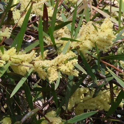 Acacia buxifolia subsp. buxifolia at Glenroy, NSW - 18 Sep 2025 by KylieWaldon