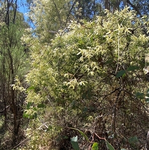 Clematis leptophylla (Small-leaf Clematis, Old Man's Beard) at Booth, ACT - 27 Sep 2025 by AdamHenderson