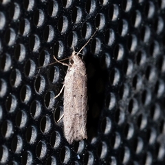Philobota productella at Turner, ACT - 26 Sep 2025 by ConBoekel