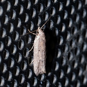Philobota productella at Turner, ACT - 26 Sep 2025 by ConBoekel