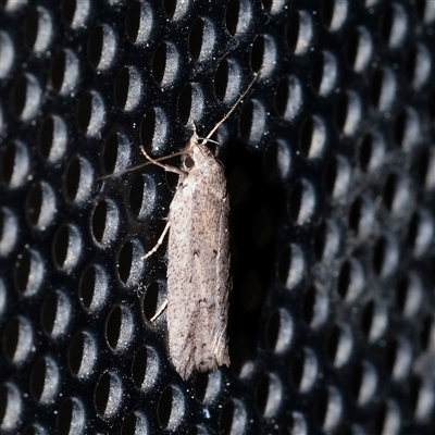 Philobota productella at Turner, ACT - 26 Sep 2025 by ConBoekel