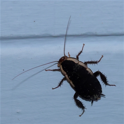 Drymaplaneta communis (Eastern Wood Runner, Common Shining Cockroach) at Turner, ACT - 26 Sep 2025 by ConBoekel