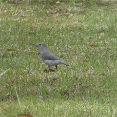 Colluricincla harmonica (Grey Shrikethrush) at Lanitza, NSW - 27 Sep 2025 by Carolina