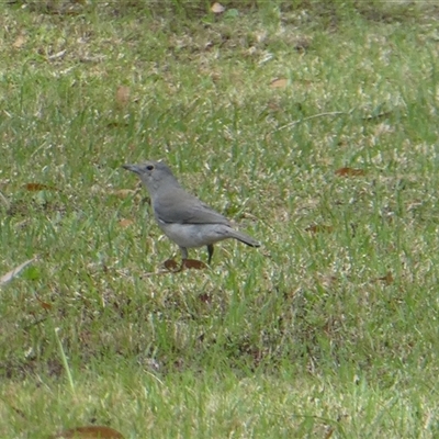 Colluricincla harmonica (Grey Shrikethrush) at Lanitza, NSW - 27 Sep 2025 by Carolina
