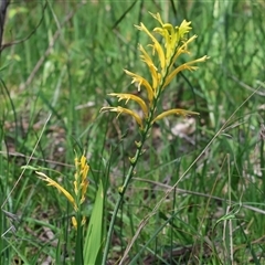 Bulbine bulbosa at Glenroy, NSW - 18 Sep 2025 by KylieWaldon