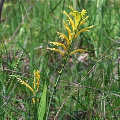 Bulbine bulbosa at Glenroy, NSW - 18 Sep 2025 by KylieWaldon
