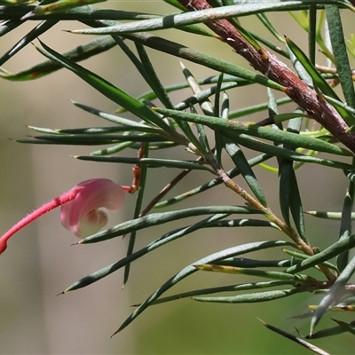 Grevillea (genus) at Glenroy, NSW - 18 Sep 2025 by KylieWaldon