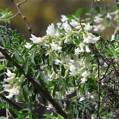 Indigofera australis subsp. australis at Glenroy, NSW - 18 Sep 2025 by KylieWaldon