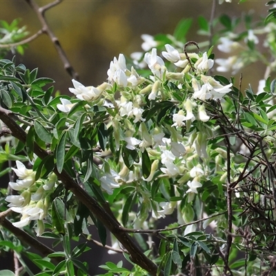 Indigofera australis subsp. australis at Glenroy, NSW - 18 Sep 2025 by KylieWaldon