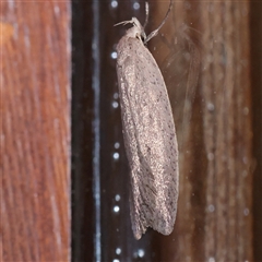 Philobota productella at Turner, ACT - 7 Sep 2025 by ConBoekel