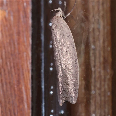 Philobota productella at Turner, ACT - 7 Sep 2025 by ConBoekel