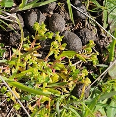 Montia fontana (Water Blinks) at Weetangera, ACT - 27 Sep 2025 by sangio7