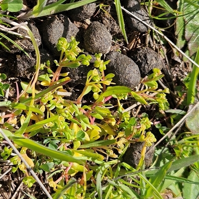 Montia fontana (Water Blinks) at Weetangera, ACT - 27 Sep 2025 by sangio7