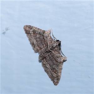 Phrissogonus laticostata (Apple looper moth) at Turner, ACT - 7 Sep 2025 by ConBoekel