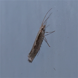 Plutella xylostella (Diamondback Moth) at Turner, ACT - 7 Sep 2025 by ConBoekel