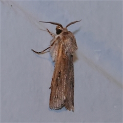 Agrotis (genus) at Turner, ACT - 25 Sep 2025 by ConBoekel