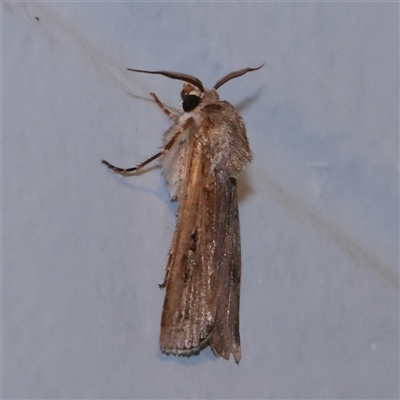 Agrotis (genus) at Turner, ACT - 25 Sep 2025 by ConBoekel