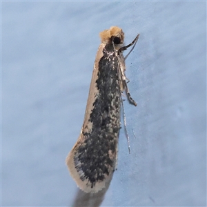 Monopis crocicapitella (Bird Nest Moth) at Turner, ACT - 25 Sep 2025 by ConBoekel