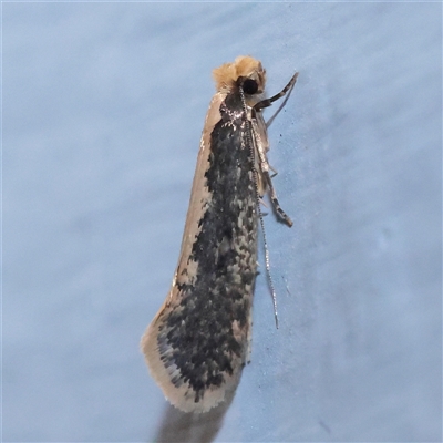 Monopis crocicapitella (Bird Nest Moth) at Turner, ACT - 25 Sep 2025 by ConBoekel