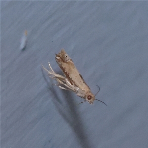 Crocidosema plebejana (Cotton Tipworm Moth) at Turner, ACT - 25 Sep 2025 by ConBoekel